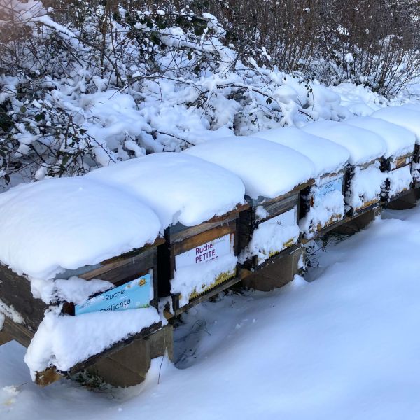 Février: le retour du froid et de la neige aux ruches .